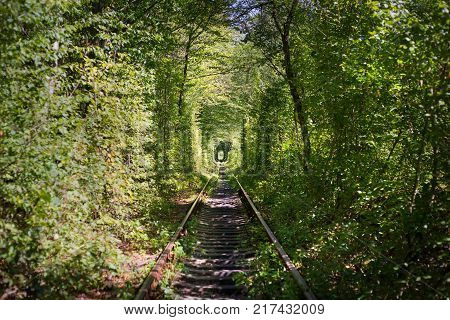 Green tunner in the forest. Love place.
