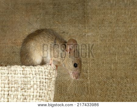 Closeup the vole mouse sits on top of linen bag and looks down on background of the canvas.   Inside storehouse. Fight with rodents.