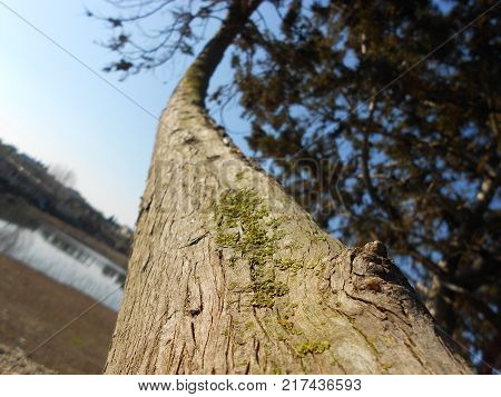 a tree next to the lake syria