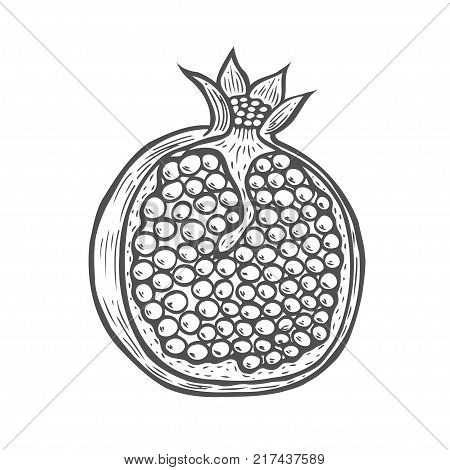 Pomegranate fruit, berry. Hand drawn Engraved vintage retro vector Pomegranate engraving sketch etch illustration. Organic nutrition healthy food. Isolated on white background