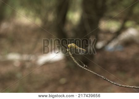 Sympetrum Vulgatum (vagrant Darter) With Drooping Wings Waiting For The Rain