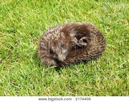 Igel