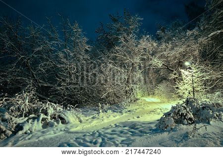 Night winter landscape in the park. Walking trail.