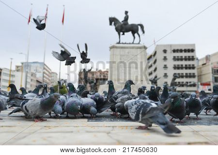 Pigeons in Ulus Square - Ankara, Turkey