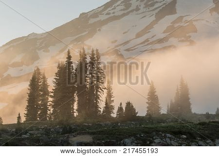 Foggy Sunset Over Pines at base of Mount Rainier