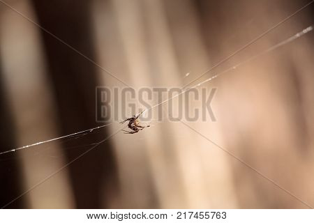 Black and Yellow Argiope spider Argiope aurantia in its web at the Corkscrew Swamp Sanctuary in Naples Florida