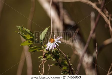 Climbing Aster flower Ampelaster carolinianus is a daisy like flower at the Corkscrew Swamp Sanctuary in Naples Florida