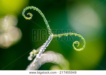Abstract composition with dew drops over plants - selective focus copy space