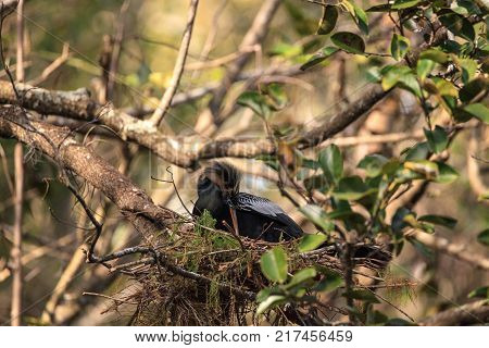 Female Anhinga Bird Called Anhinga Anhinga Makes A Nest