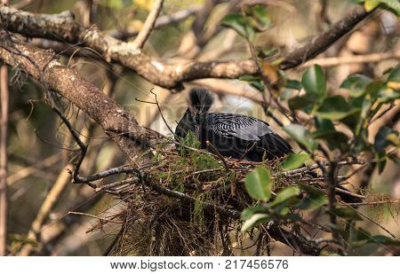 Female Anhinga Bird Called Anhinga Anhinga Makes A Nest