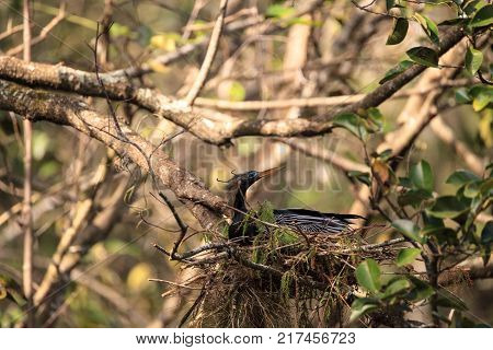 Female Anhinga Bird Called Anhinga Anhinga Makes A Nest