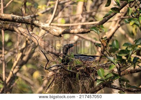 Female Anhinga Bird Called Anhinga Anhinga Makes A Nest