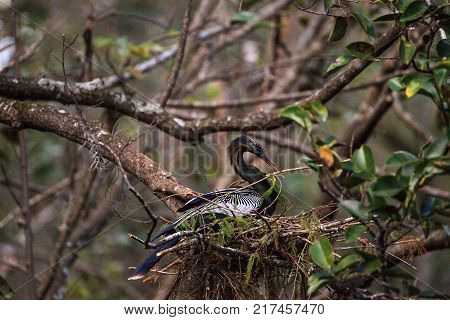 Female Anhinga Bird Called Anhinga Anhinga Makes A Nest