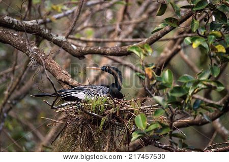 Female Anhinga Bird Called Anhinga Anhinga Makes A Nest