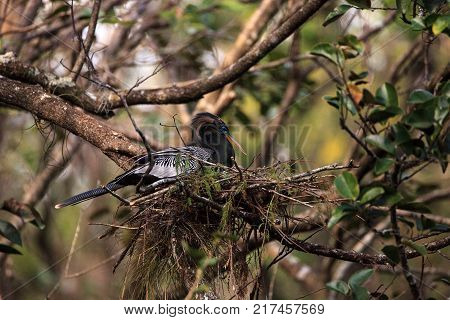 Female Anhinga Bird Called Anhinga Anhinga Makes A Nest
