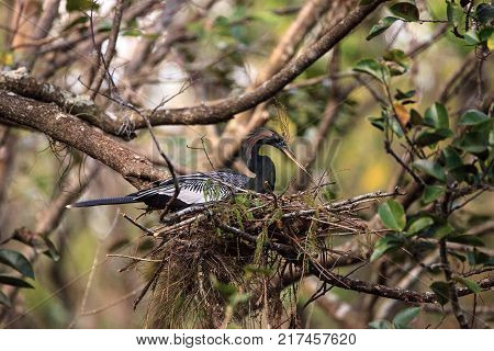 Female Anhinga Bird Called Anhinga Anhinga Makes A Nest