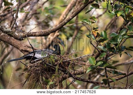 Female Anhinga Bird Called Anhinga Anhinga Makes A Nest