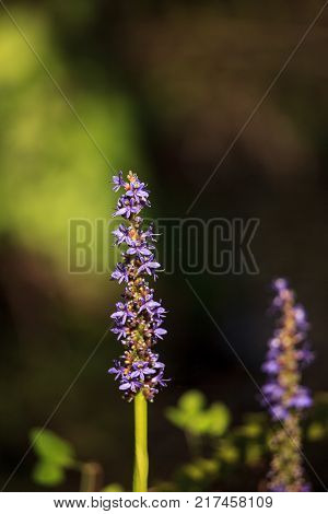 Purple Flowers On A Pickerelweed Pant Pontederia Cordata