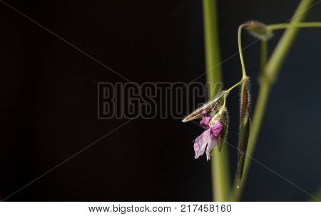 Pink And Purple Flowers On Alligator Flag Plant Thalia Feniculata