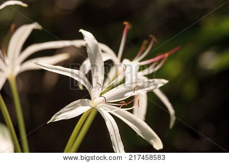 White Swamp Lily Flower Crinum Americanum