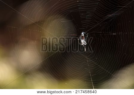 Black And Yellow Argiope Spider Argiope Aurantia