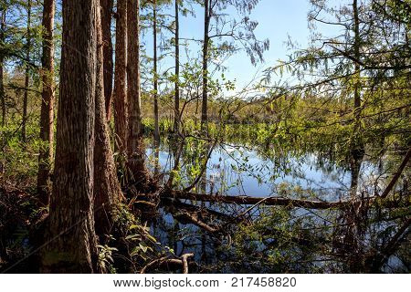 Wetlands in the Corkscrew Swamp Sanctuary in Naples Florida.