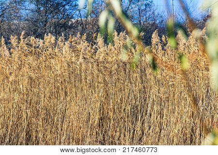 It is a bulrush on the shore of a shallow and almost waterless pond in the middle of gray without a snowy winter