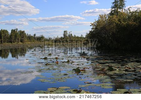 Located in southeast Georgia, the Okefenokee Swamp is one of the largest intact freshwater wetlands in the world.