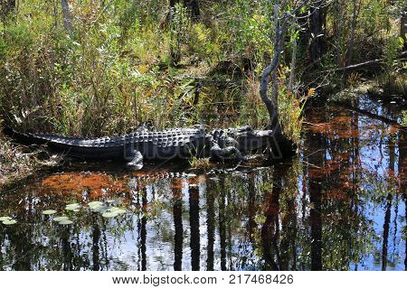 Alligators in the Okefenokee National Wildlife Refuge