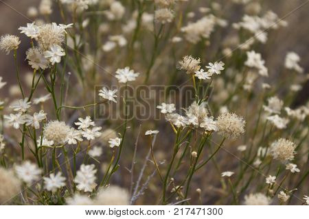 A dried field of Pebble Pincushion and Sandwort wildflowers in Snow Canyon State Park in Utah.
