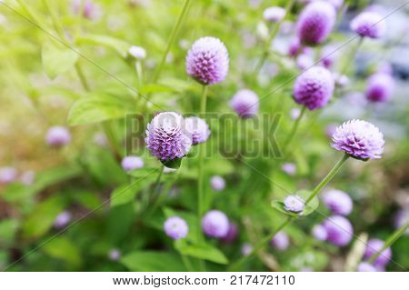 Globe amaranth or Gomphrena globosa flower,pink flower in garden.