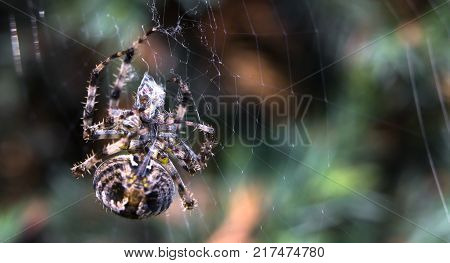 Cross Spider in web Garden useful insect close up