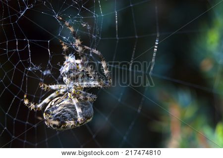 Cross Spider in web Garden useful insect close up