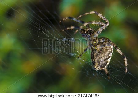 Cross Spider in web Garden useful insect close up