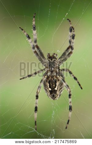Cross Spider in web Garden useful insect close up