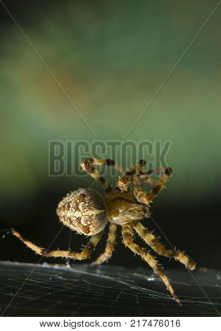 Cross Spider in web Garden useful insect close up