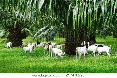 white Saanen goat eat food from tourist from Chaina