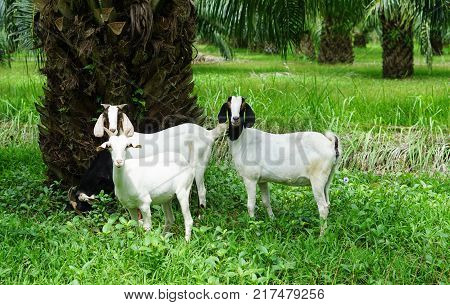 white Saanen goat eat food from tourist from Chaina
