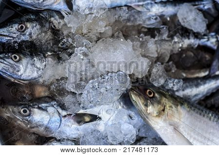 Close Up Of Scomberomorus Cavalla,   King Mackerel Fish In The Market.;