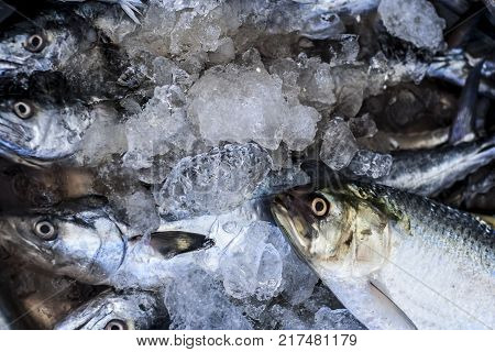 Close Up Of Scomberomorus Cavalla,   King Mackerel Fish In The Market.;