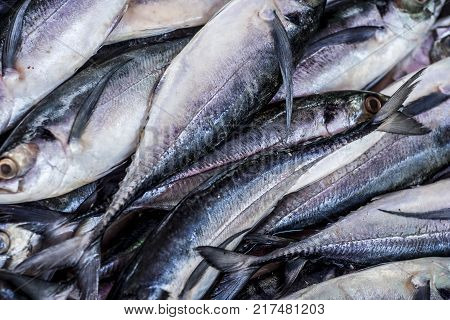 Close Up Of Scomberomorus Cavalla,   King Mackerel Fish In The Market.;