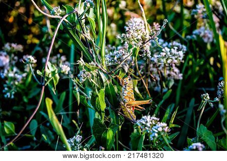 Grasshopper On A Blade Of Grass