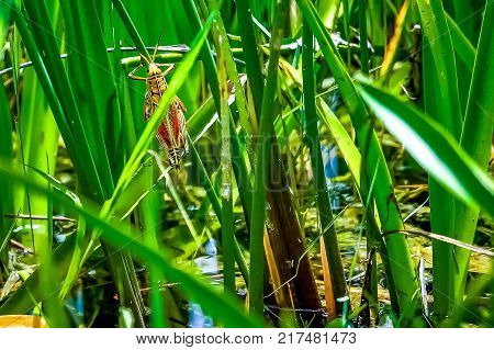 Grasshopper On A Blade Of Grass