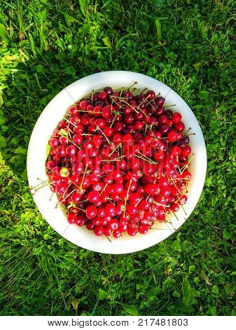 Ripe red sweet cherries in white cup on green summer grass background in the garden.