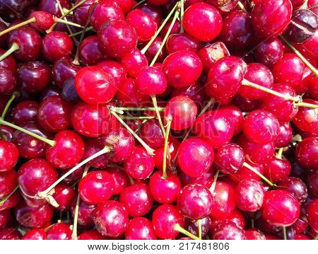 Ripe red sweet cherries with stalks close up.