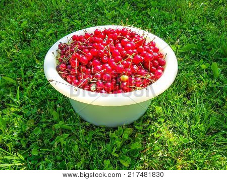 Ripe red sweet cherries in white cup on green summer grass background in the garden.