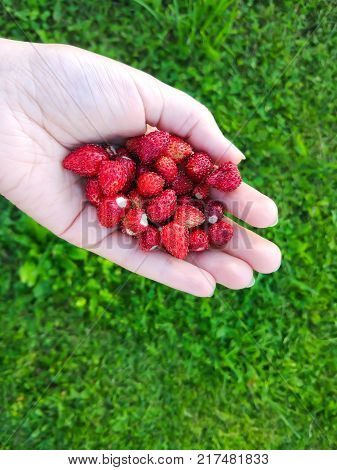 Ripe sweet red forest strawberries in a hand close up.