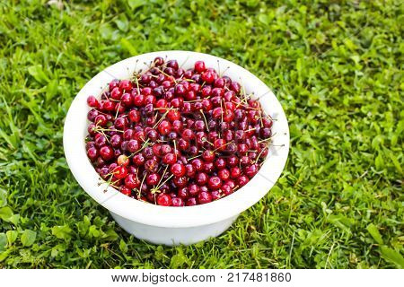 Ripe red sweet cherries in white cup on green summer grass background in the garden.