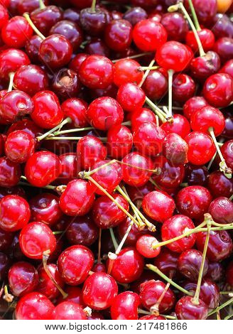 Ripe red sweet cherries with stalks close up.