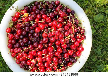 Ripe red sweet cherries with stalks close up.